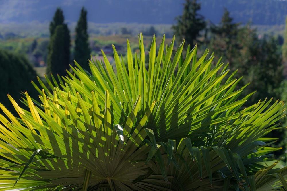 Vila Chateau Du Raysse Cazoules Exteriér fotografie